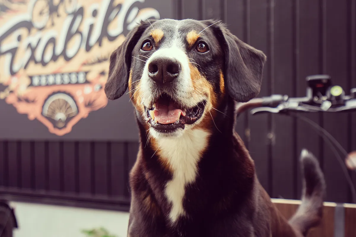 Bakfietsen huren in Renesse